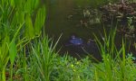 PHOTO: Turtle in pond swimming. Photo by The Signal reporter Xavier Munoz.