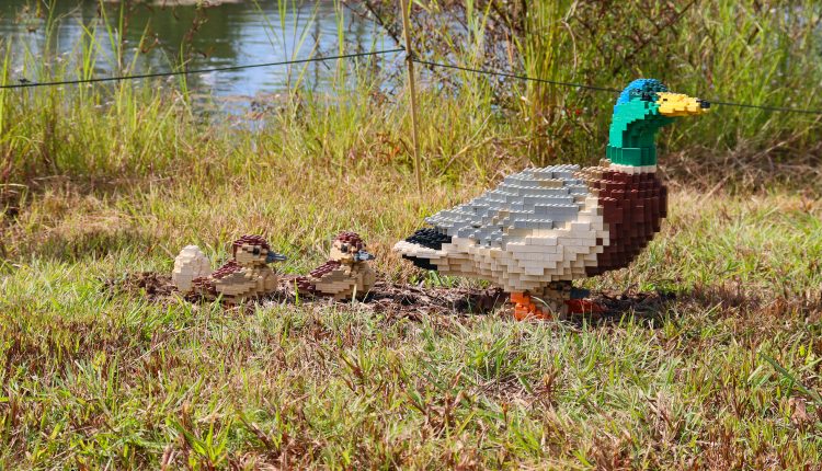 LEGO Ducks by Sean Kenney at Houston Botanic Garden. Photo by Signal reporter Xavier Munoz.