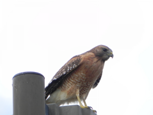 PHOTO: Image depicts red-shouldered hawk. Photo courtesy of Environmental Institute of Houston.
