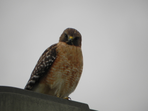 PHOTO: Image depicts red-shouldered hawk staring into camera. Photo courtesy of Environmental Institute of Houston.